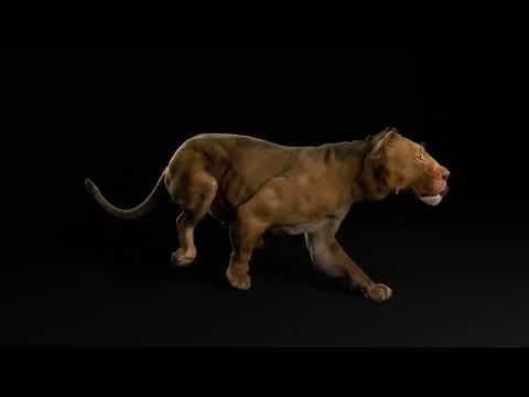 我与 Ziva VFX 合作制作的狮子 Zeke